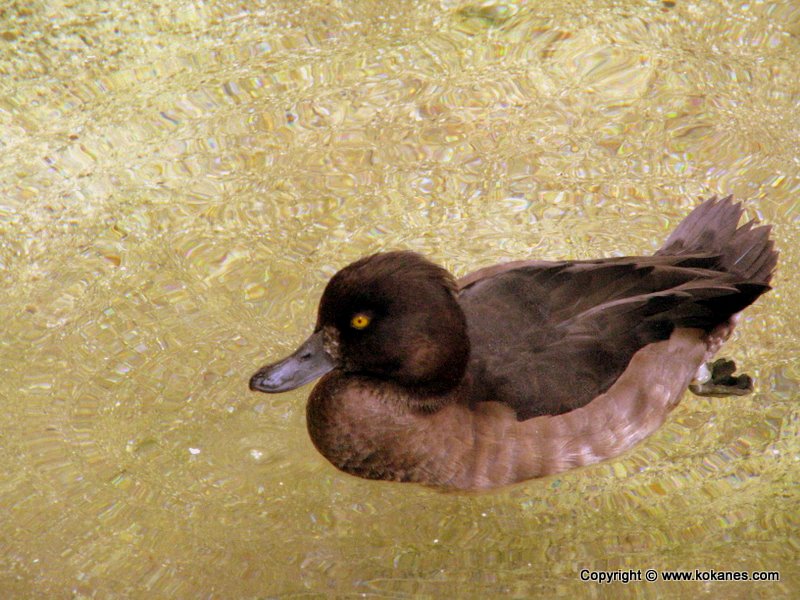 Duck-like Birds